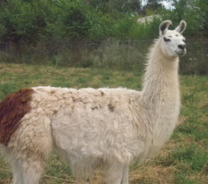 Suki, our best petting llama is the tallest llama and always looks this stunning.